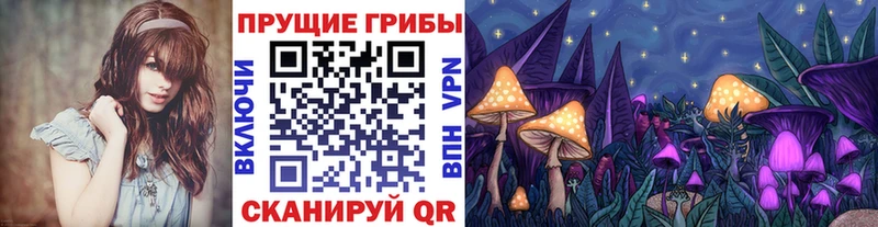 наркота  Новоржев  Псилоцибиновые грибы Psilocybe 